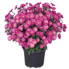 Podzimní astra, ⌀ 17 cm, ↑ 38 cm