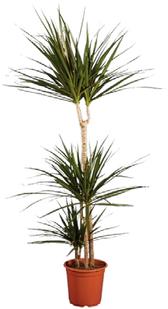 Mix velkých rostlin, ⌀ 21 cm, ↑ 115 – 130 cm